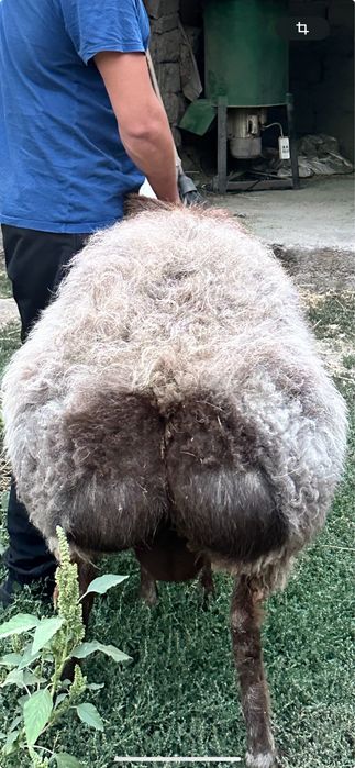 Гисар кошкары сатылады