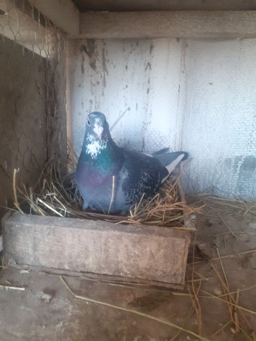 porumbei de vinzare 15 lei buc