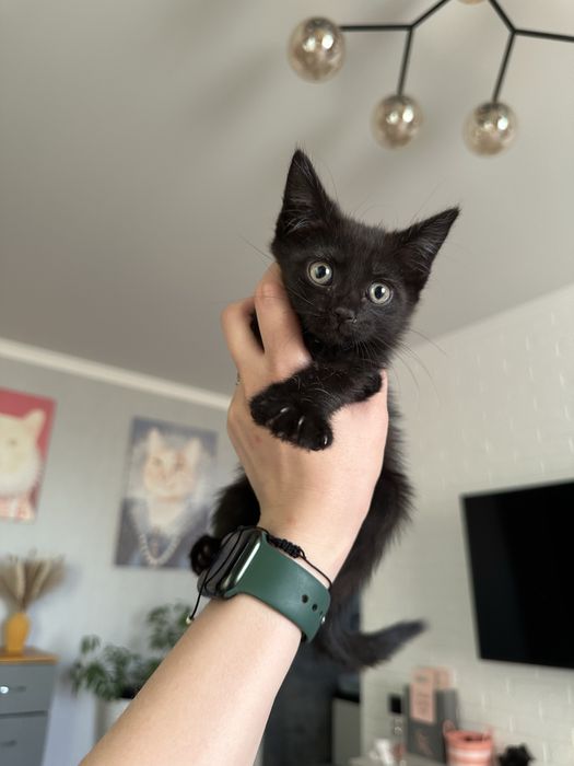 Котята в добрые руки , бесплатно