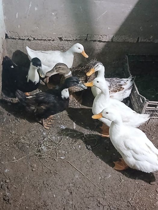 O‘rdaklar sotiladi