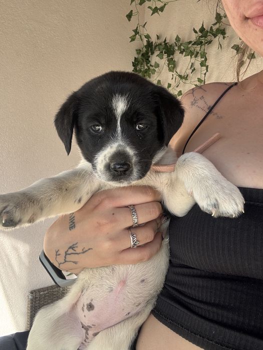 Donez cateluse talie medie