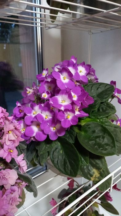 Ф и а л к а  комнатная