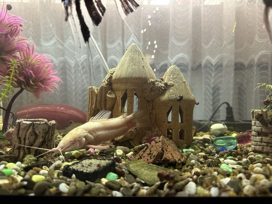 Продам аквариумных рыб