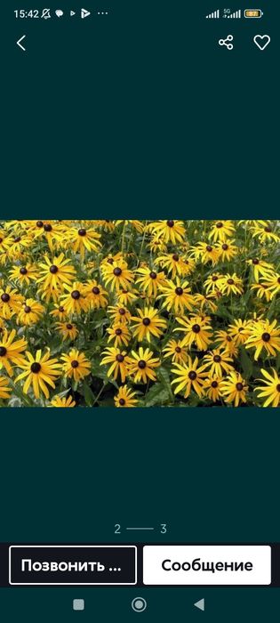 Цветы многолетний