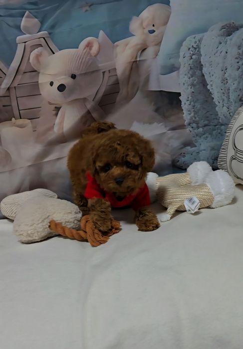 Пудел той с родословие  5 поколения назад