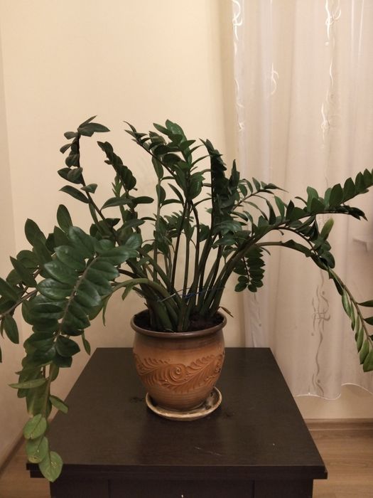 Цветок большой красивый