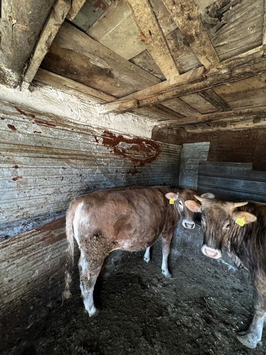 5 бас кунажын семыз