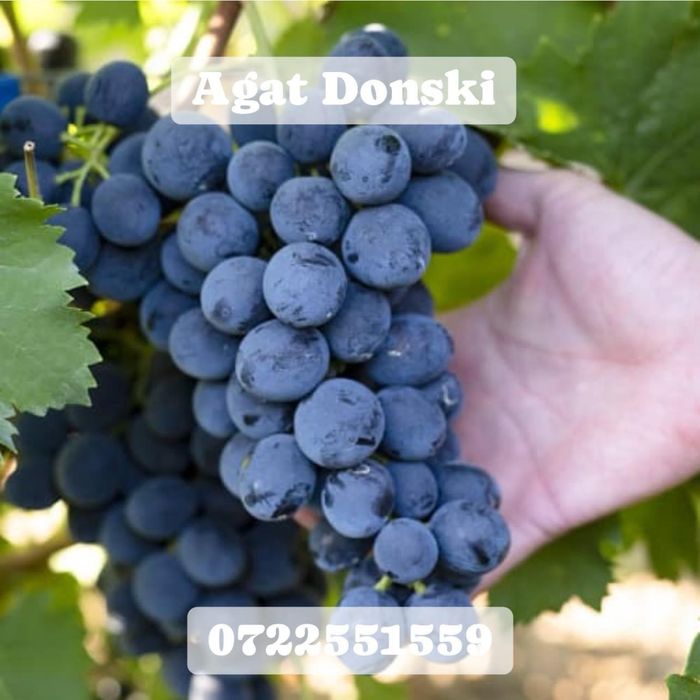 Vita de vie nobila an 3