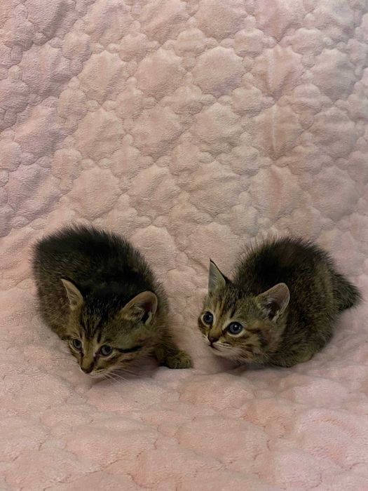 Отдам котят в хорошие руки!