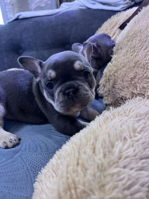 Bulldog francez