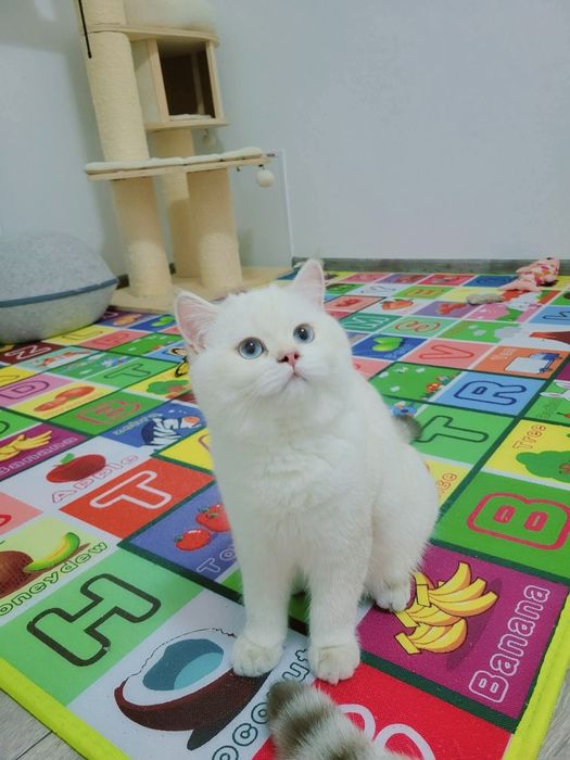 Baiat pedigree 6 luni