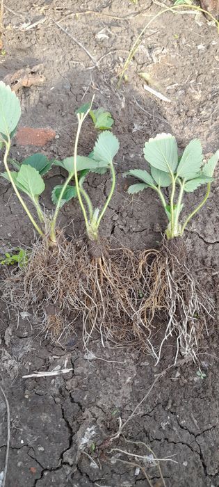 Разсад Ягоди Gorella