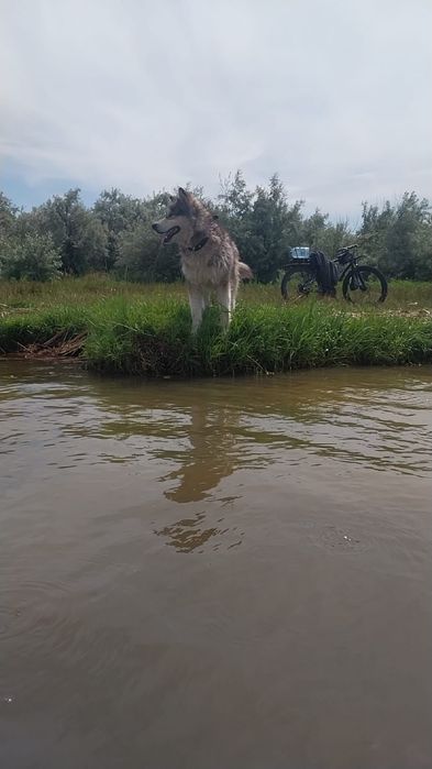 Аляскинский маламут