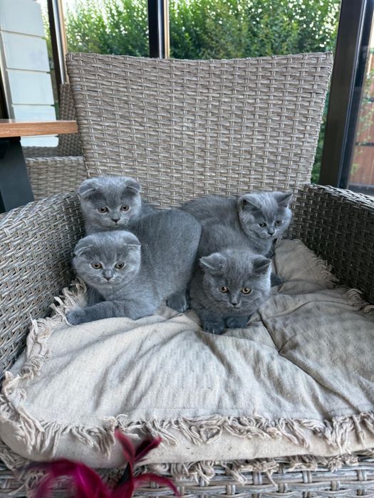Британски котенца