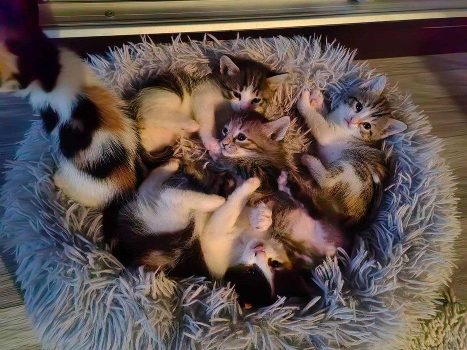 Кошки в добрые руки