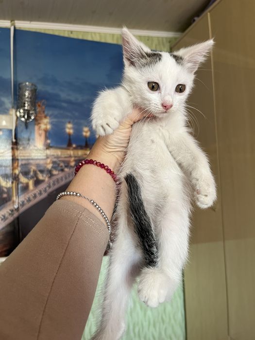 Отдам котят в добрые руки
