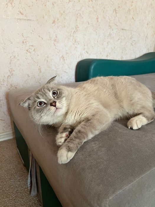 Кот породы скоттиш-фолд, вислоухий