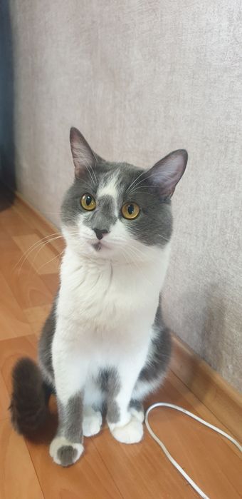 Отдам кота в добрые руки