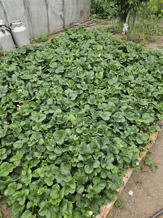 Продам рассаду клубники сорта Альбион