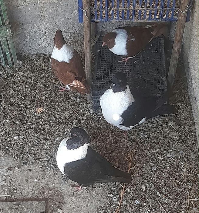 Iepurasi cap de leu si porumbei