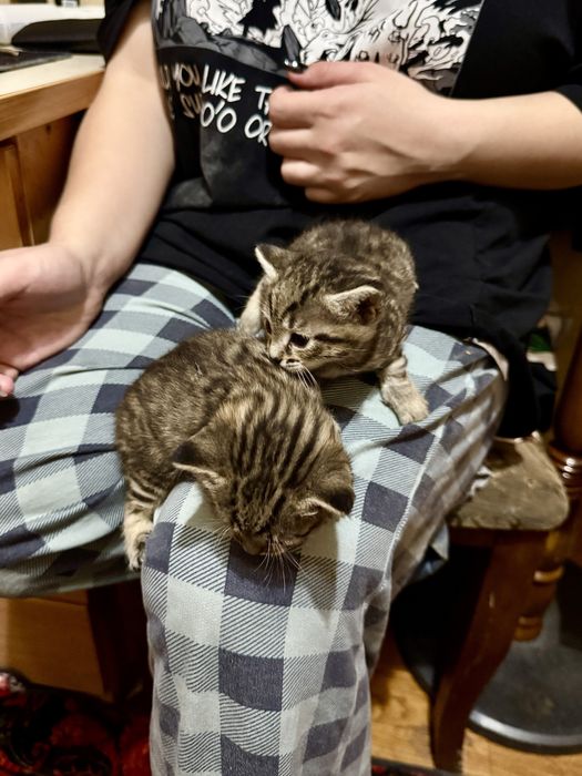 Котята тигровый окрас! Котёнок Очень красивые