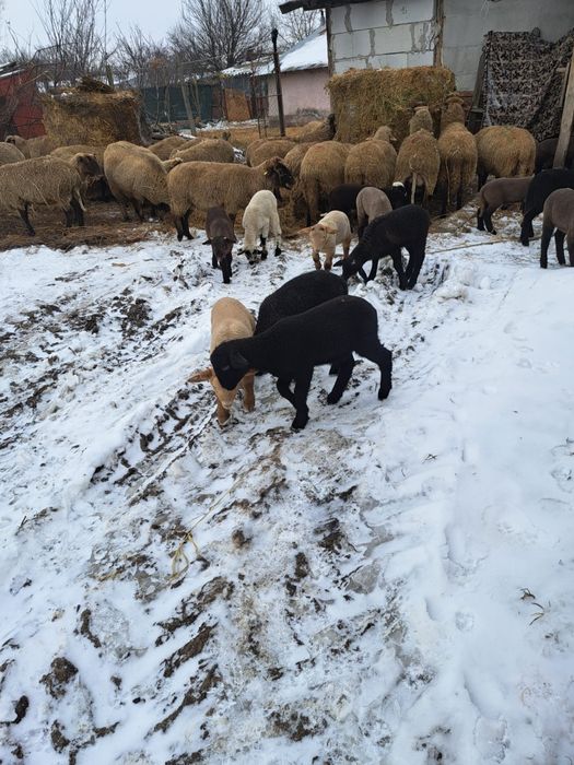 Vand 30 oi cu miei/Oi de vanzare cu miei