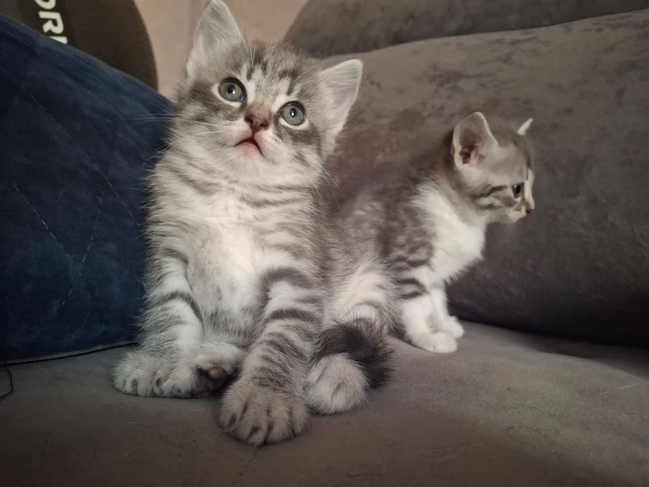 Отдам котят в добрые руки