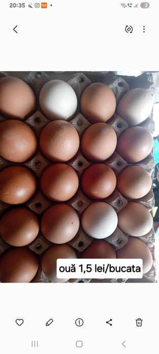 Oua de casă disponibile