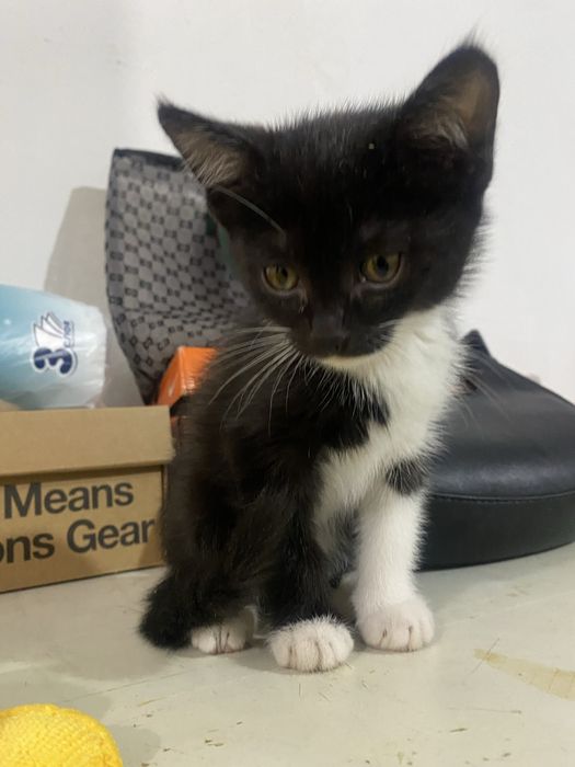 Котёнок домашний мальчик отдам