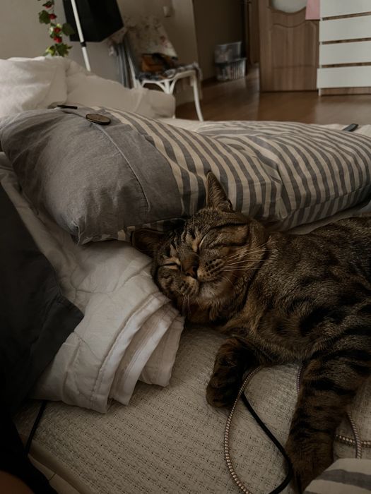 Отдаем кота в хорошие руки