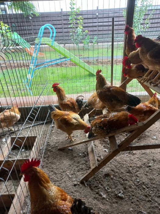 Vând cocoși pentru sacrificat