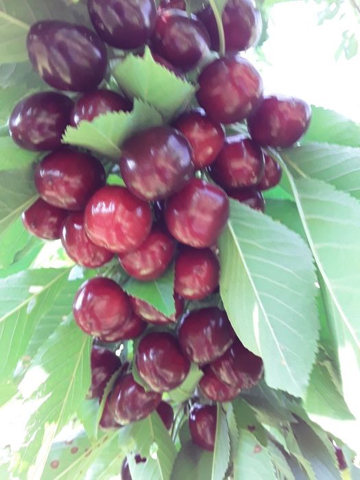 ГИЛОС Kuchatlari sotiladi 14 xil sorti bor xosilga kirgan polikarlik