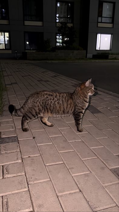 Котенка в добрые руки