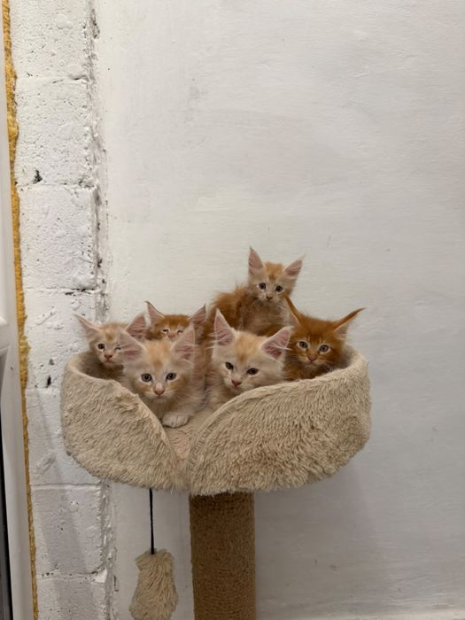 Мэйн-кун котята 3 месяца
