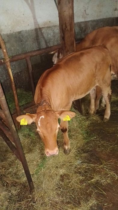 Vând vițea rasă Limousin
