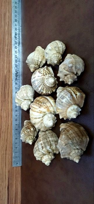 Ракушки морские для аквариума  10 шт лот 5000