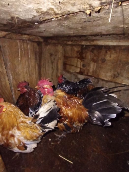 Cocoșei pitici de vanzare