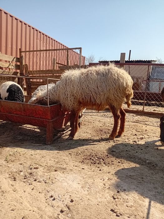 Қойлар бар жас ,қозылар