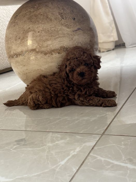 Пудел Той/Poodle Toy