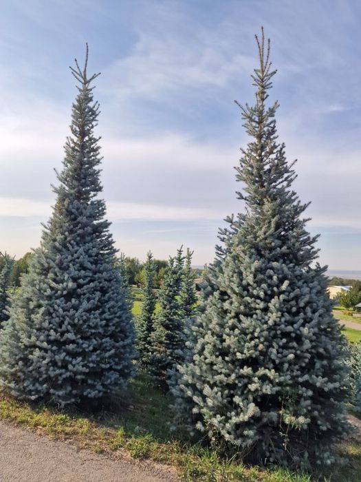 Ландшафт озеленение ель