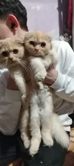 Срочно продам породистых котят вислоушек малышам 4 мес не дорого!
