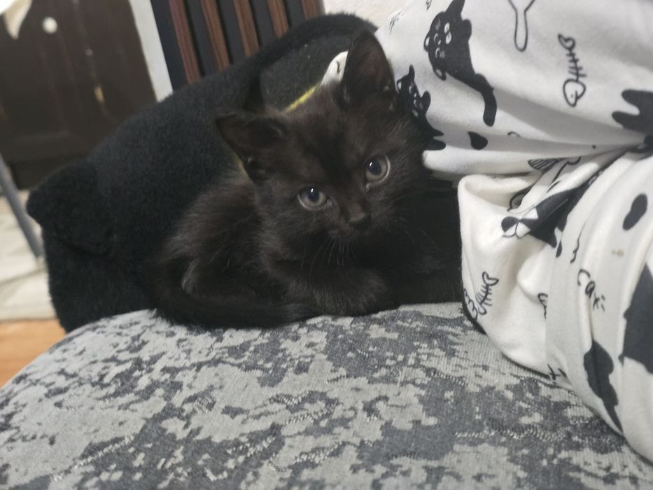 Срочно отдаю котят девочек бесплатно
