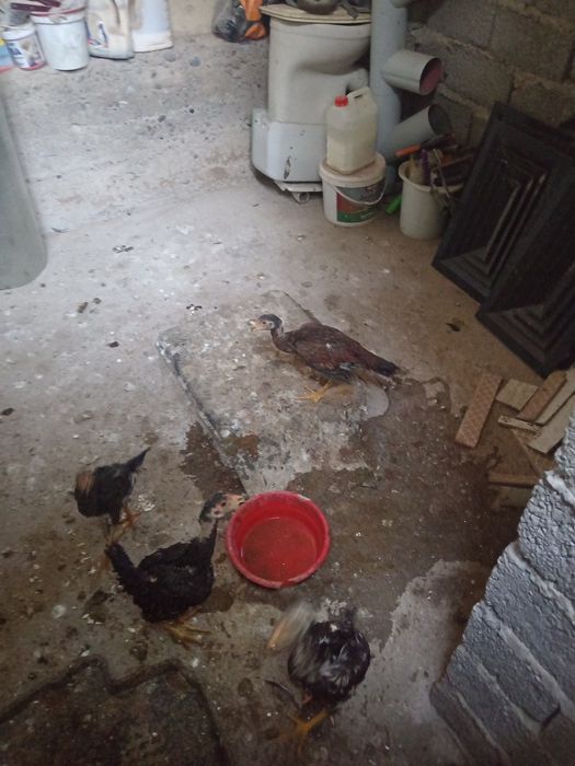 хороз товук олодгала тел килила келшамиза