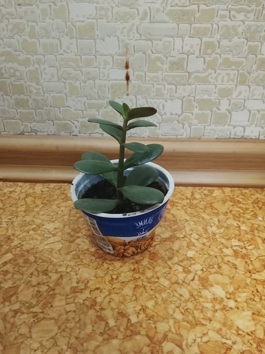 Продам комнатные цветы