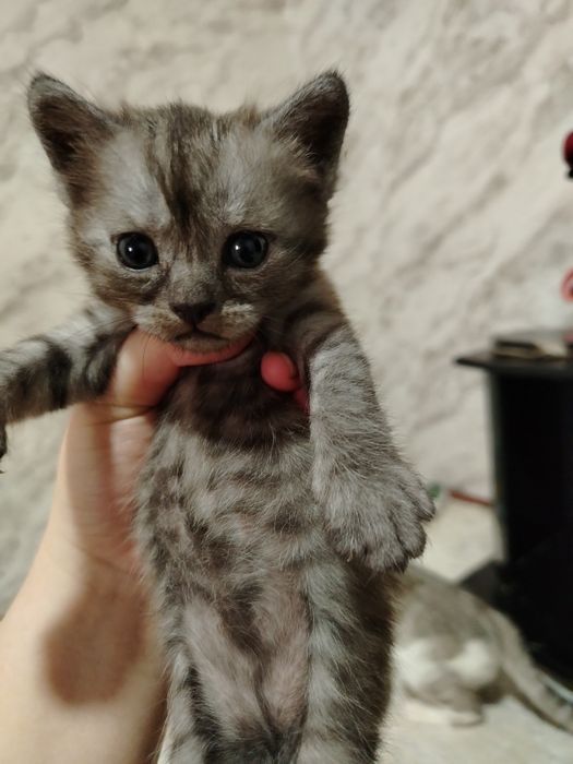 «Продам котят, 1 месяц, здоровые»