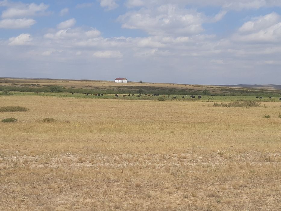 К/х животноводство