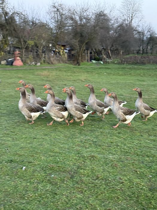 De vânzare gâște