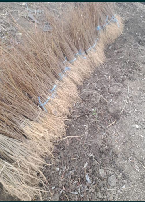 puieți de salcâm pentru împădurirea terenurilor degradate, agricole
