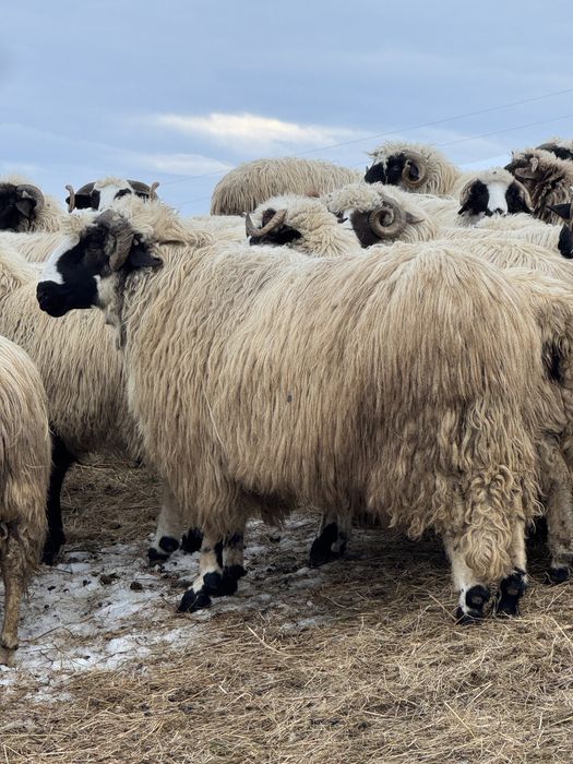 Vând berbeci brezi de la Moldovan  !