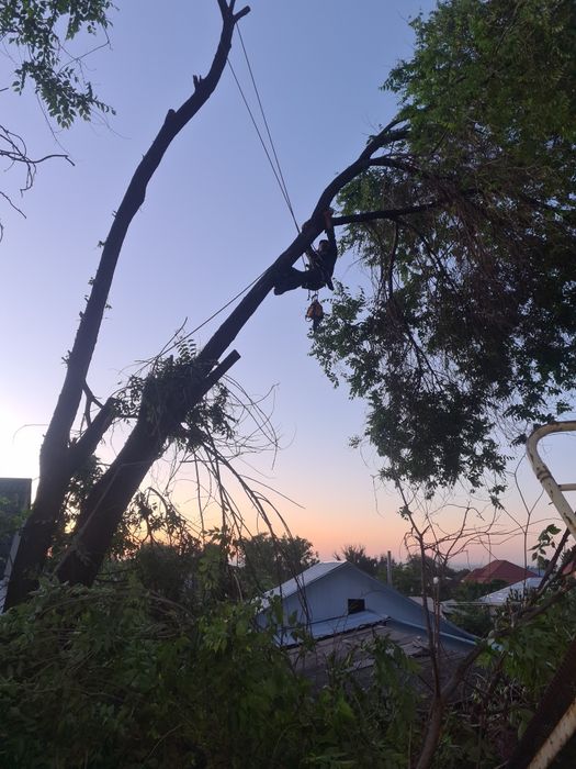 Спил деревьев обрезка плодовых